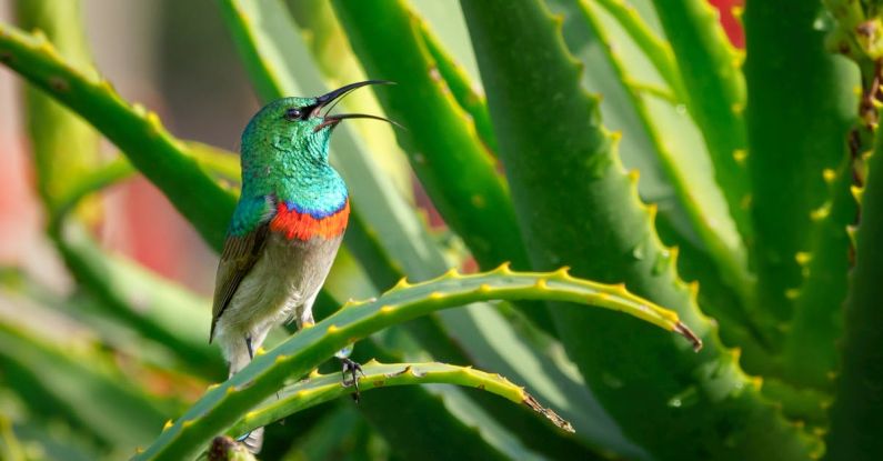 Aloe Vera - Green and Gray Bird Perching on Aloe Vera Plant