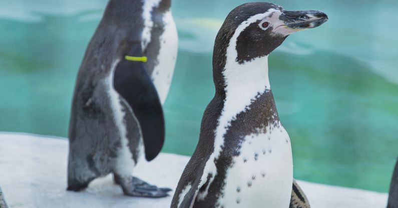 Conserve Water - Colony of small cute penguins standing together on icy shore near cold water in zoo or natural habitat