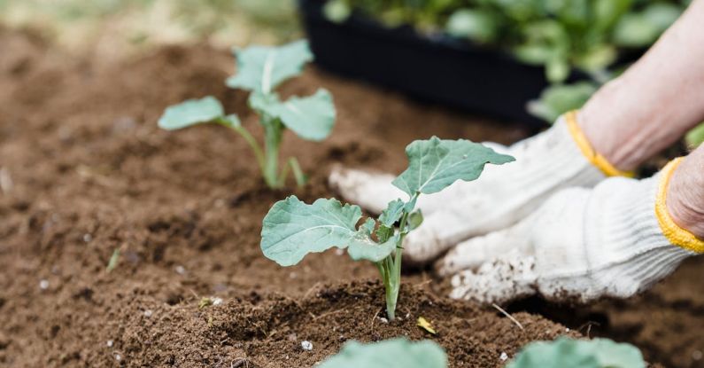 Garden Bed - Unrecognizable farmer planting sprouts in countryside