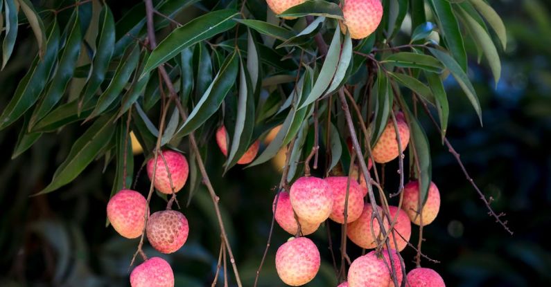 Fruit Tree - Fruit Tree