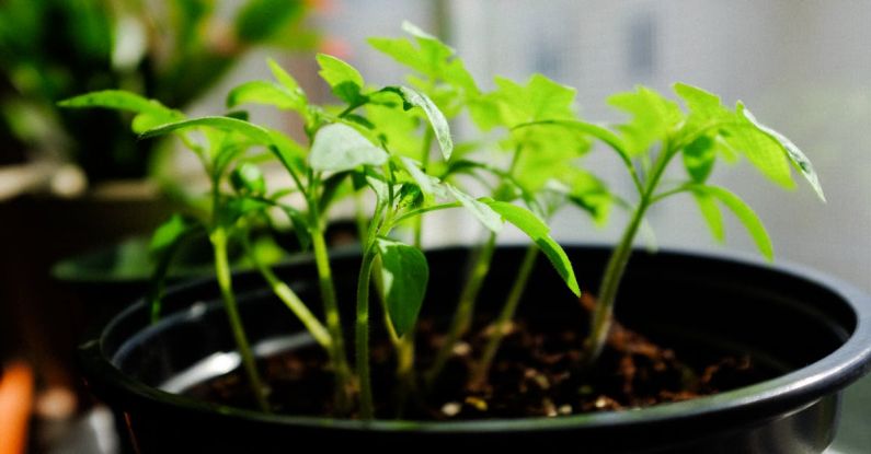 Year-Round Gardening - Colorful plant with thin stems and green leaves growing in plastic pot in daylight